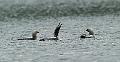 Storlom - Black-throated loon (Gavia arctika) ad 